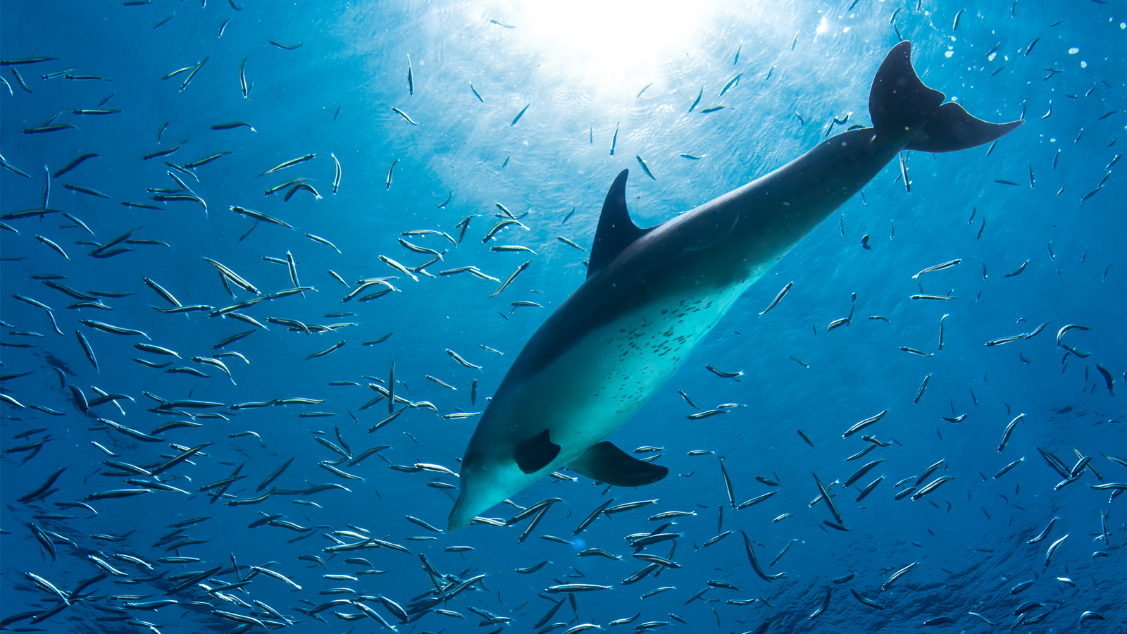 From the Tip of a Beak to the End of a Tail