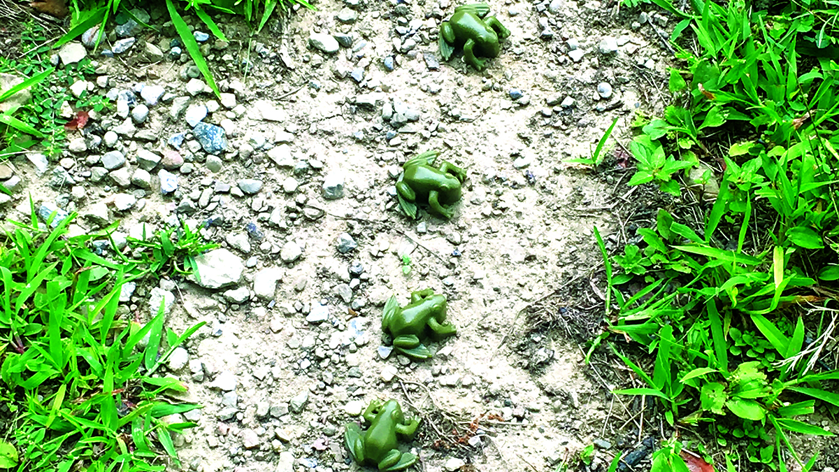 Ectotherm ER: Frogs Under the Weather