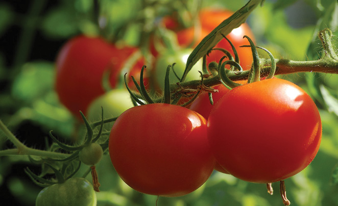 Small-Group Work in the Online Science Classroom