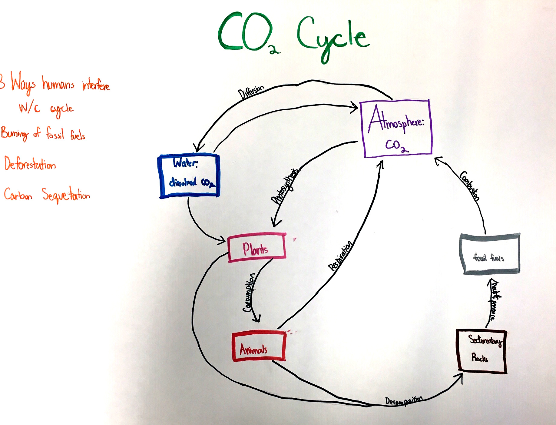 Concept Map Of Carbon Cycle