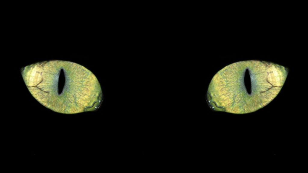 Cats Have Nine Lives, But Only One Liver