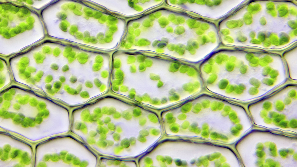 Killing Chloroplasts NSTA