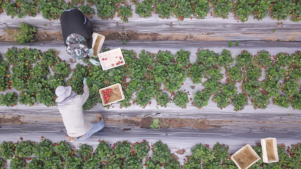 From Strawberry Fields to the Chemistry Classroom