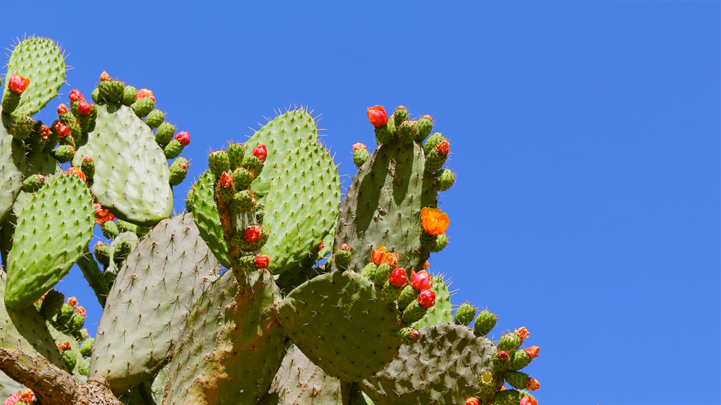 The Ecology of Opuntia Fragilis (Nuttall) Haworth