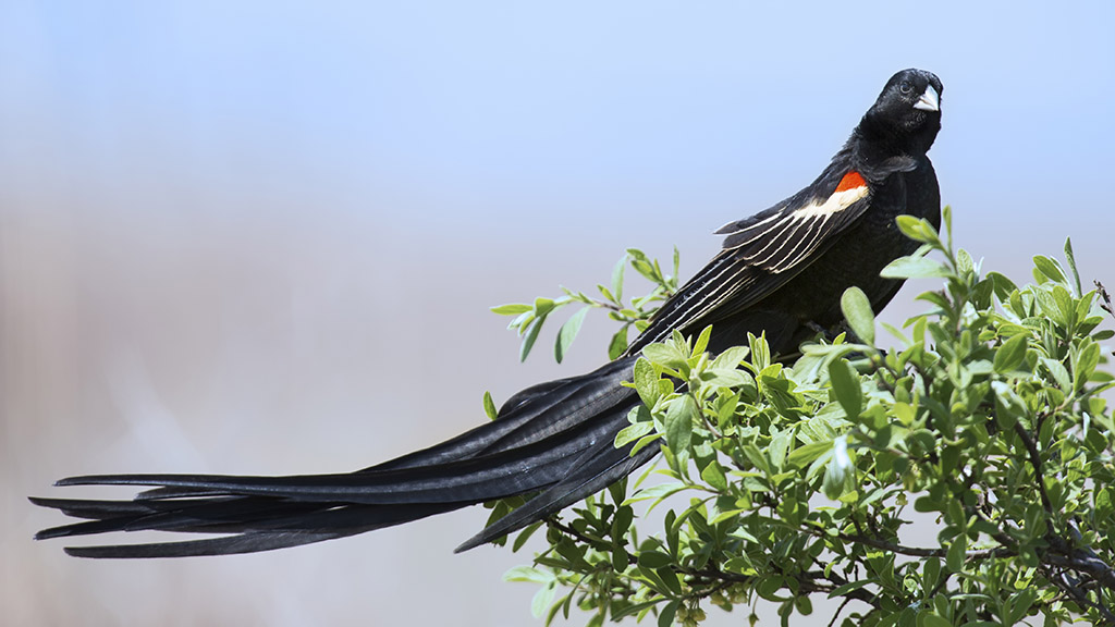 Exaggerated Traits and Breeding Success in Widowbirds