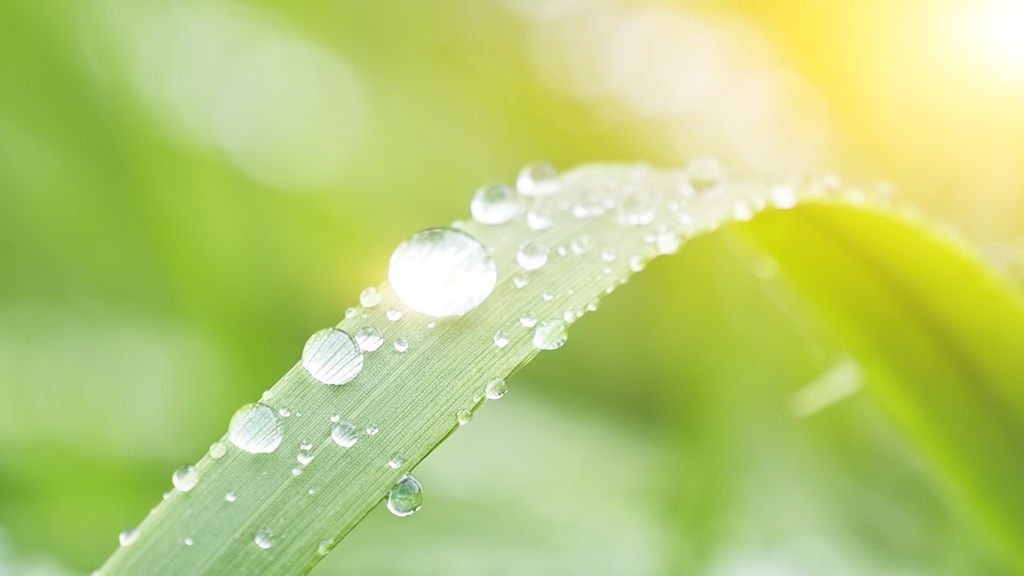 Fishing Midst the Morning Dew