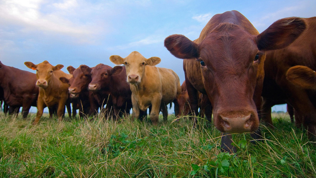 Could Grazing Be Dangerous? Ask the Cows!