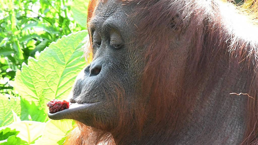 Breakfast of Champions