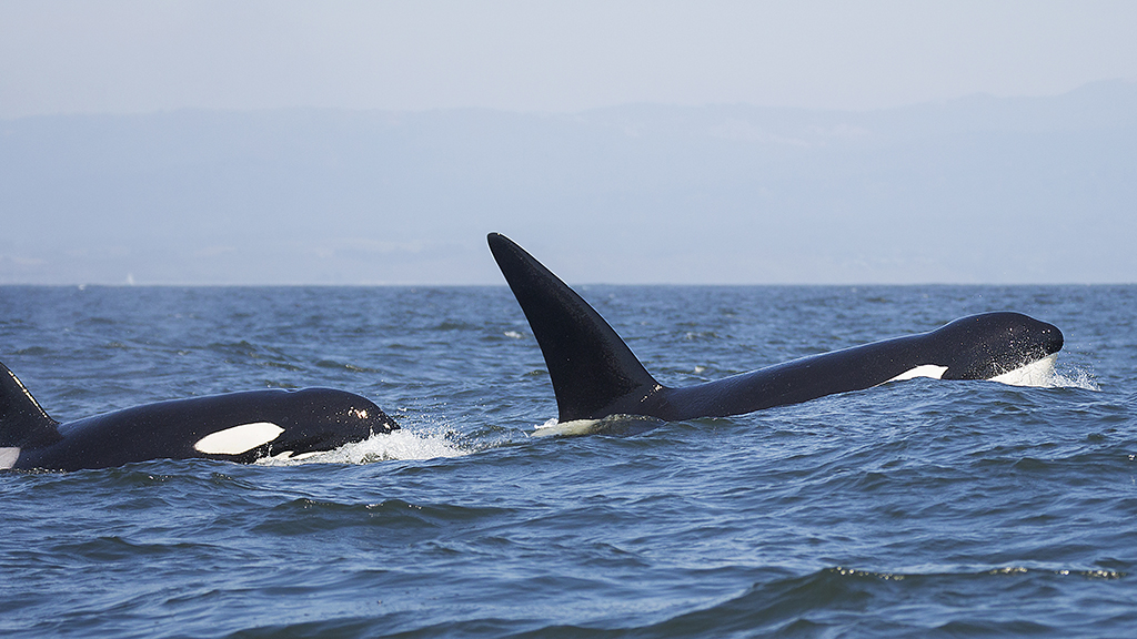 One Whale or Two or … ?