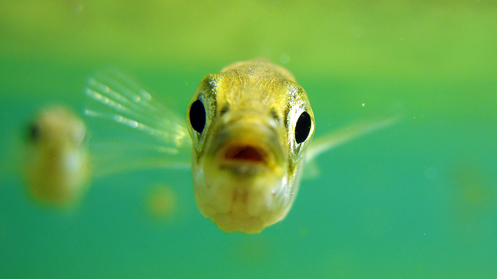 Something’s Fishy in Paxton Lake