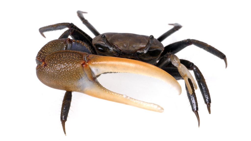 En Garde! Animal Structures and What They Mean