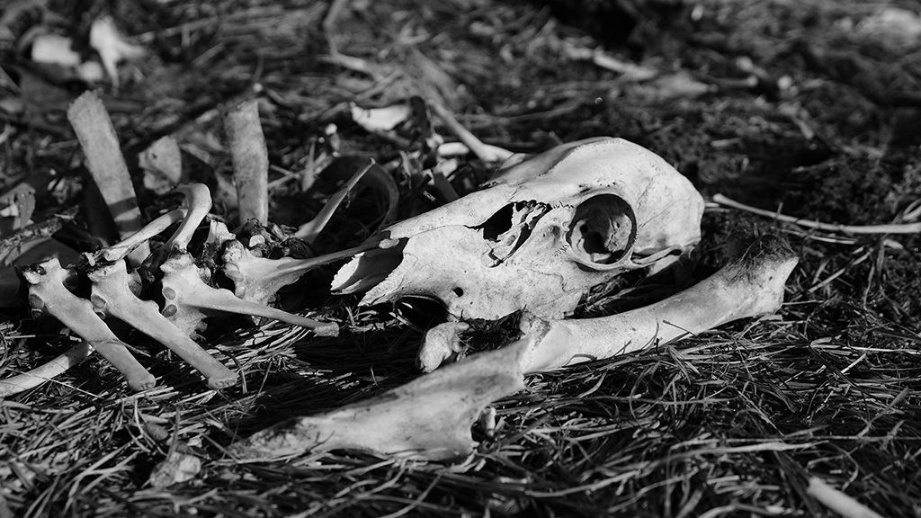 If Only These Bones Could Talk