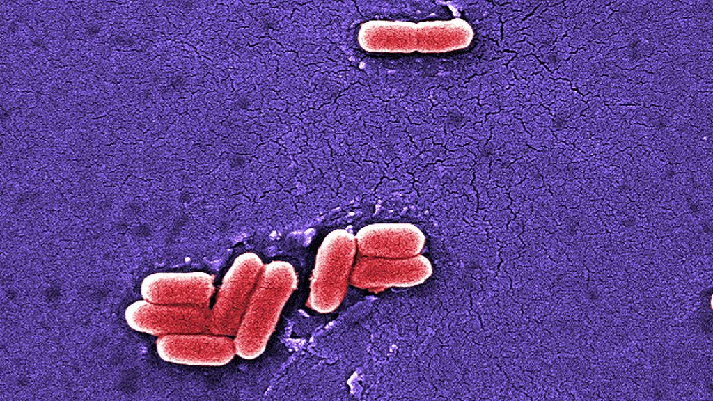 Evolution in Action | NSTA