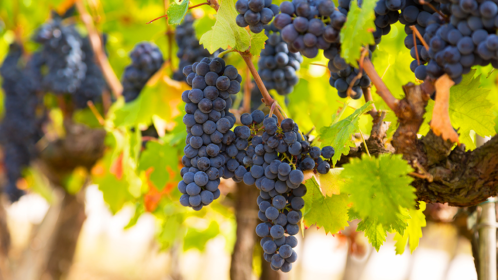 The Fun in Fermentation