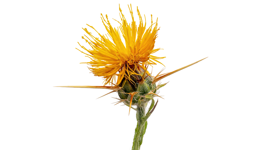 The Thorny Issue of the Yellow Star-Thistle