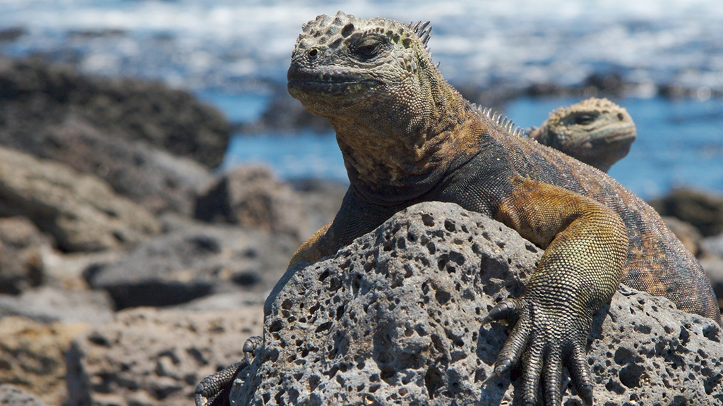 Disappearing Marine Iguanas