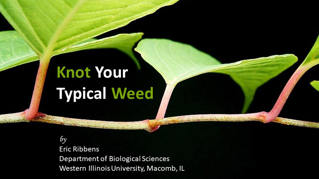 Knot Your Typical Weed