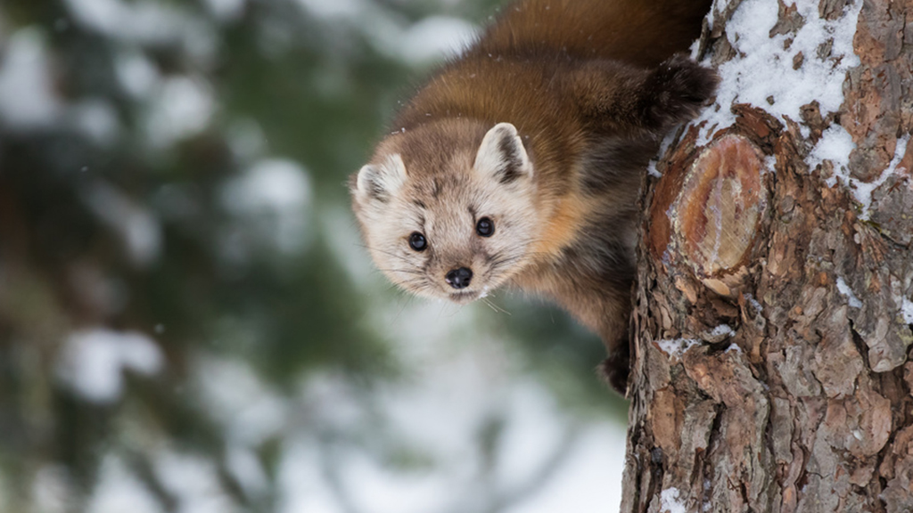The Mystery of the Missing Martens