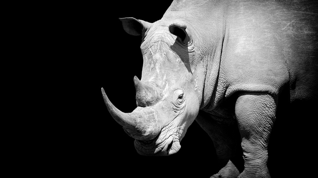 Hunting the Black Rhino