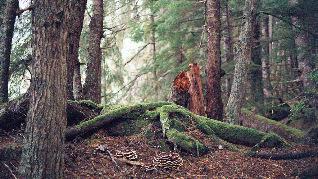 Seeing the Forest for the Trees