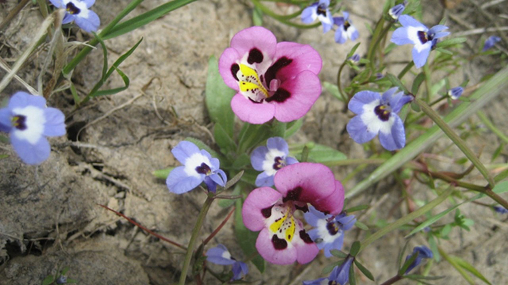 Grazing in Vernal Pools