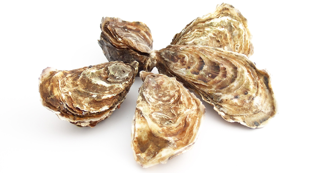 Can Suminoe Oysters Save Chesapeake Bay Nsta 5984