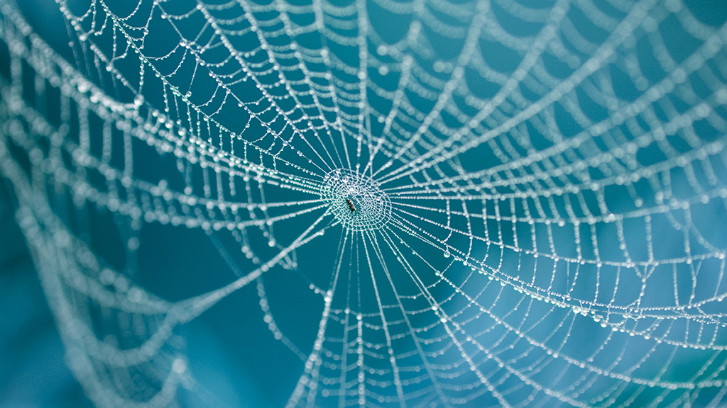 The Itsy-Bitsy Spider