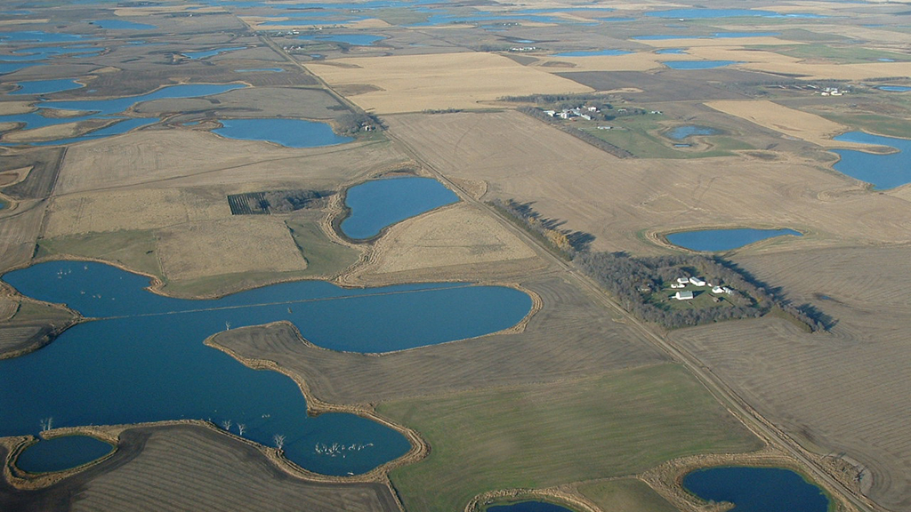 The Value of a Wetland