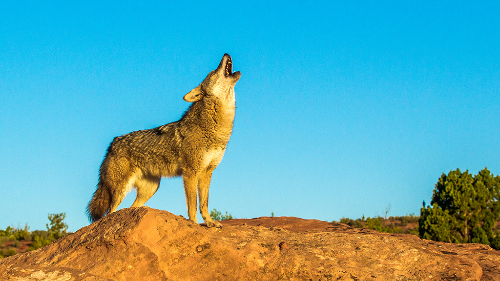 The Effects of Coyote Removal in Texas | NSTA