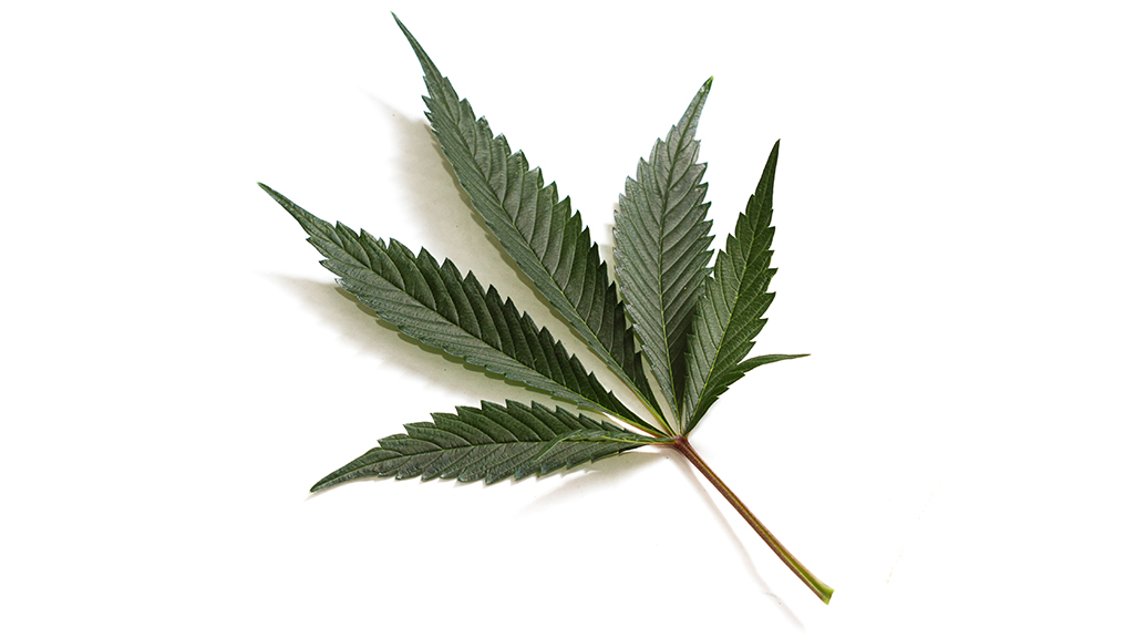 The Medicinal Use of Marijuana