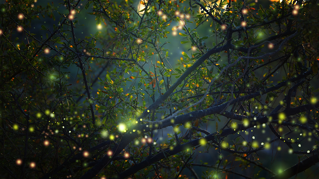 Conversations with Fireflies