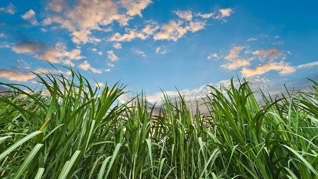 Sick on a South American Sugarcane Plantation