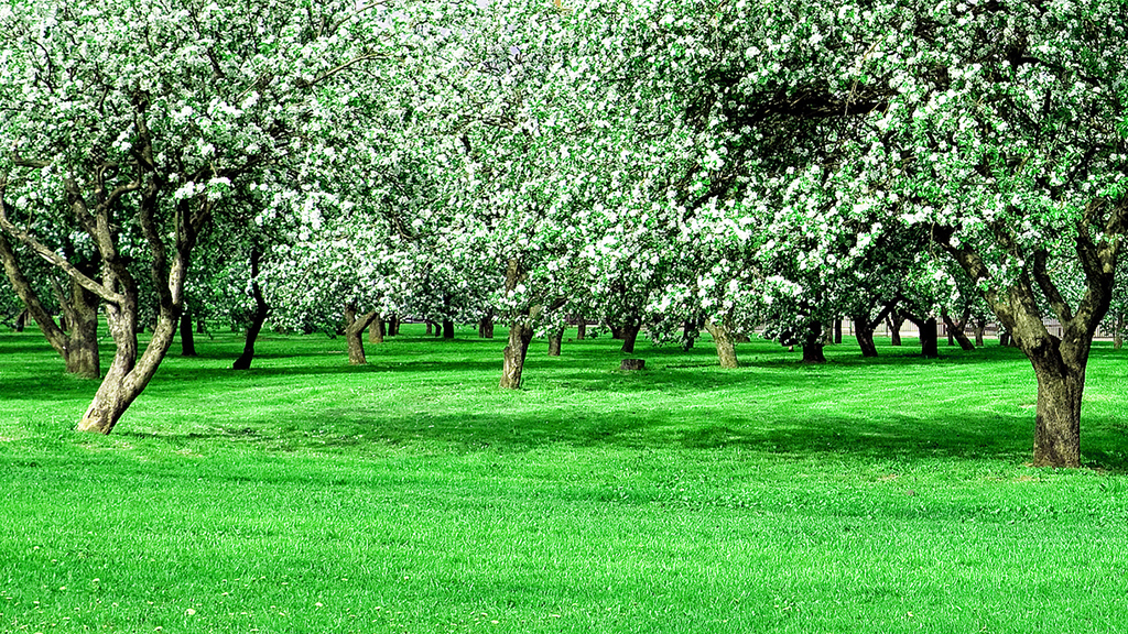 Is High Fructose Corn Syrup Bad for the Apple Industry?