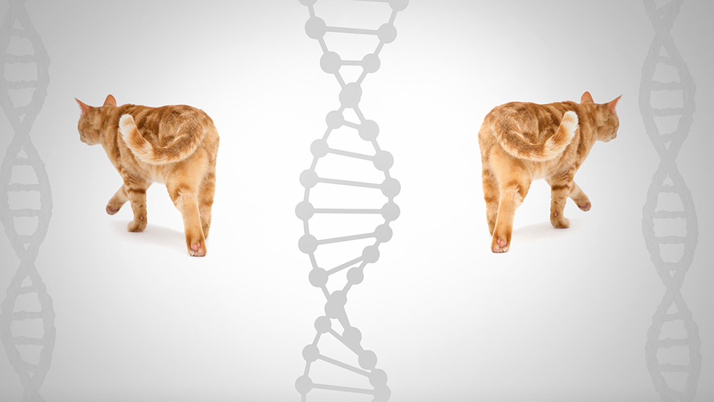 The Curious Case of the Carbon Copy Kitty | NSTA