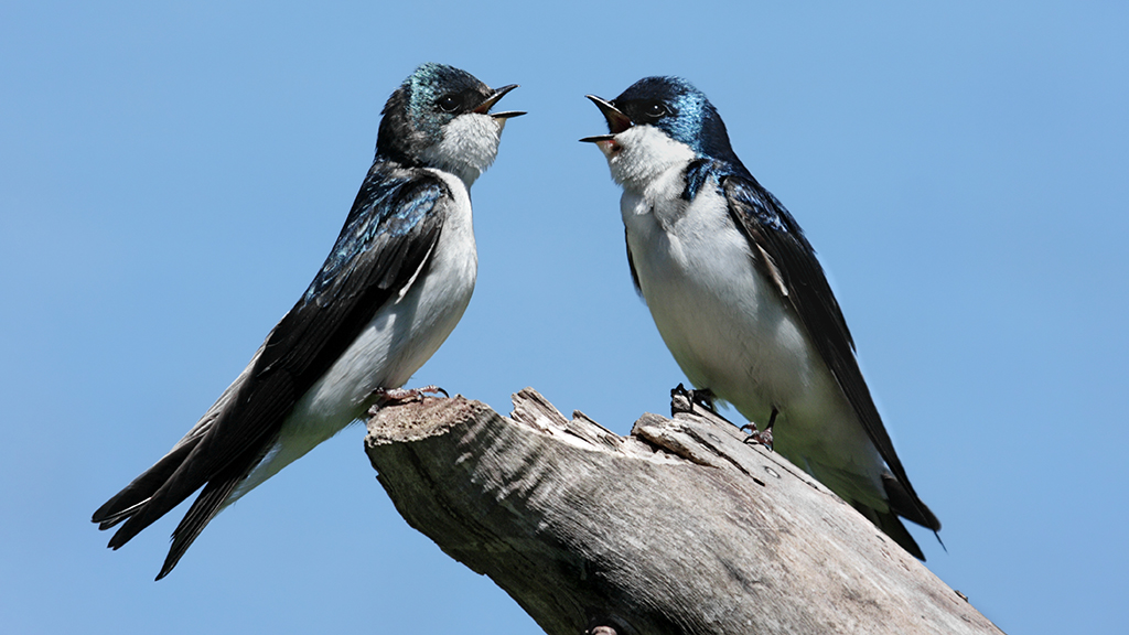 Can Birds “Keep Up” with  Earlier Springs?