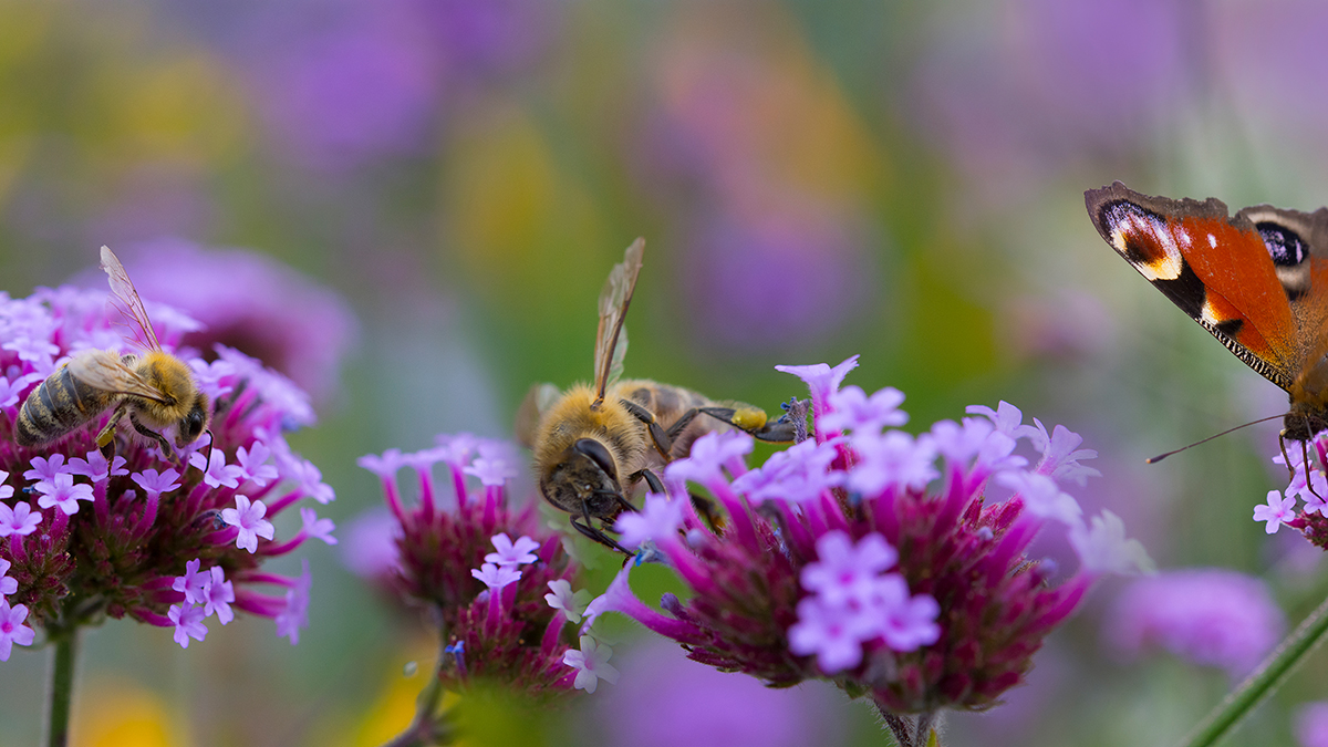 Engineering for Ecological and Social Justice
