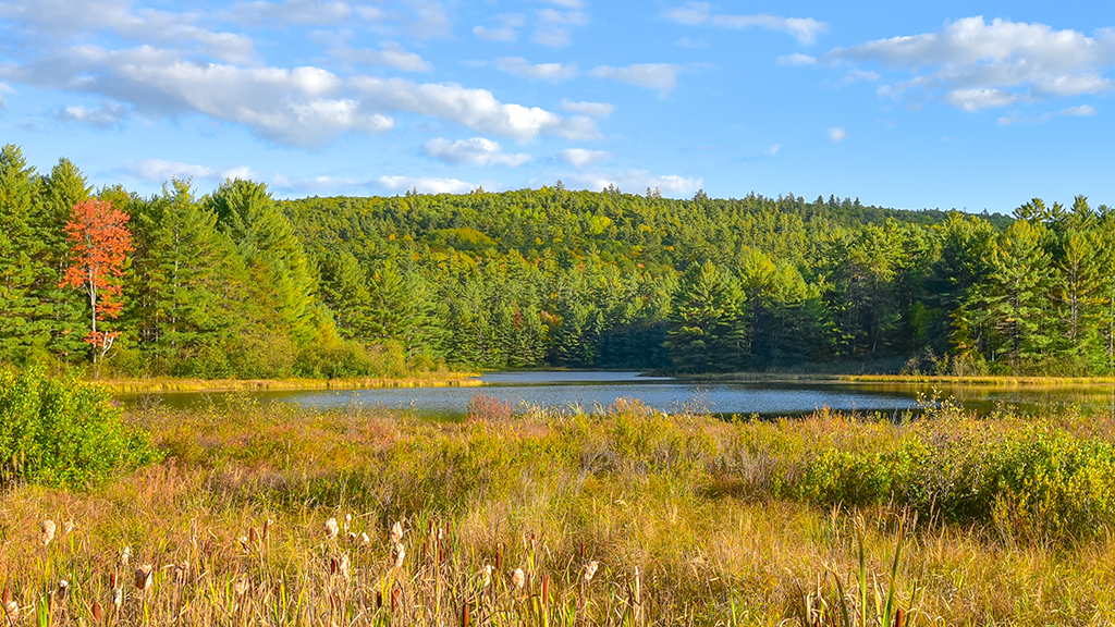 Conservation Concerns