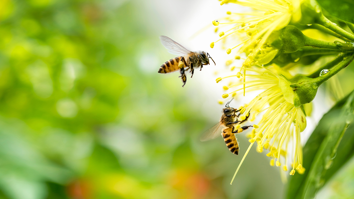 Simulated Animal Honey Bee Forest Wild Nature Zoo Insect Model