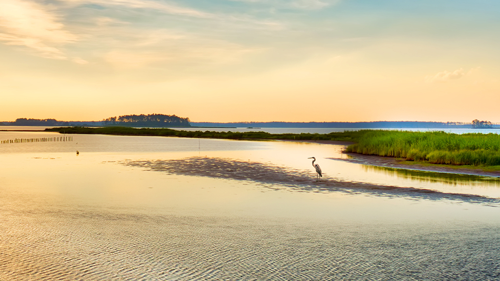 Suminoe Oysters Redux