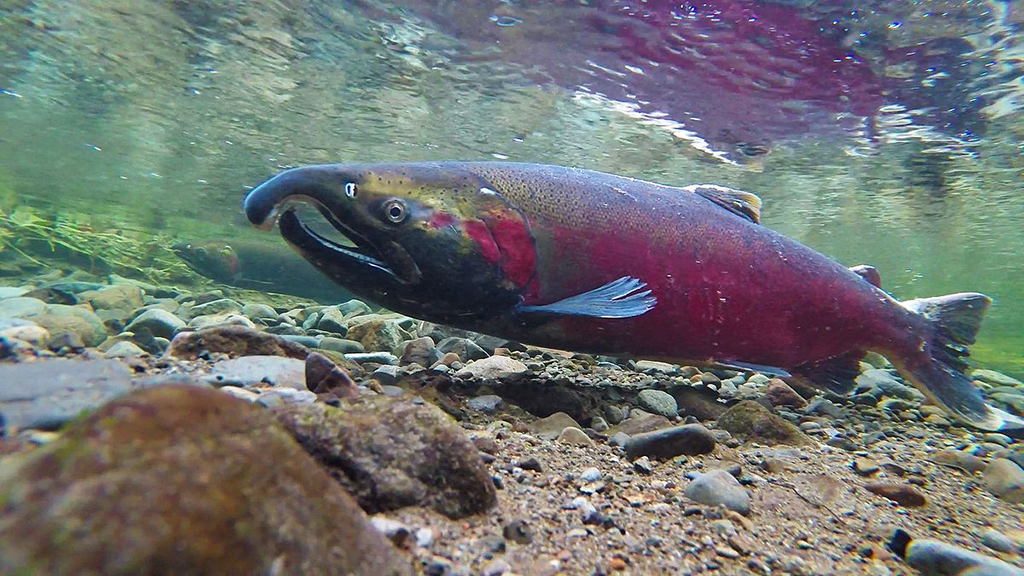 How Failing in Science Helped Solve the Coho Salmon Mystery