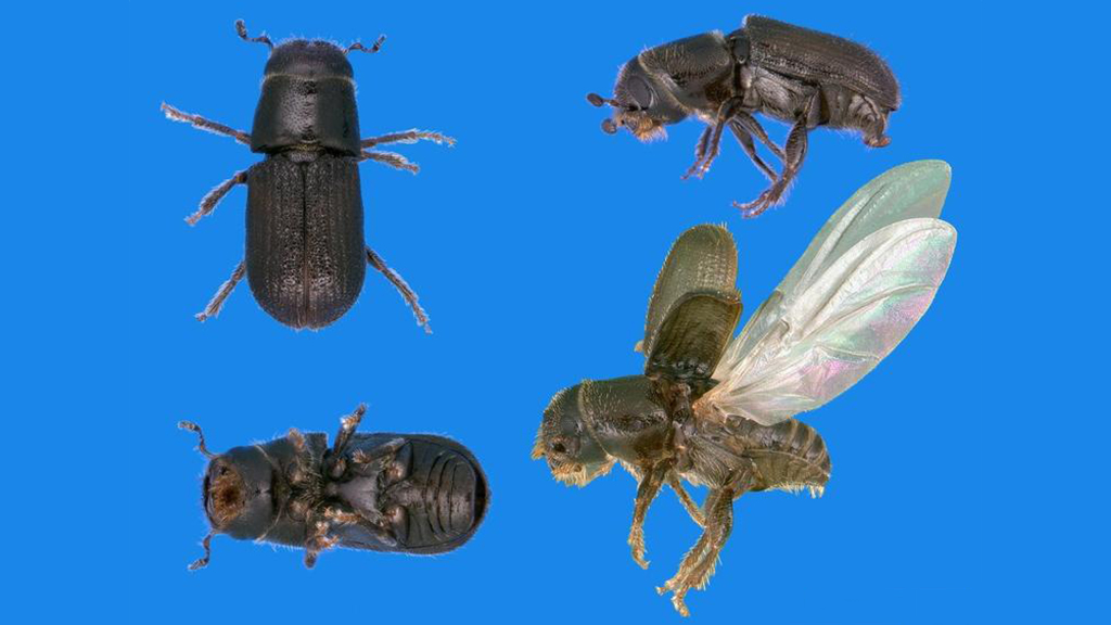 Combatting the Southern Pine Beetle