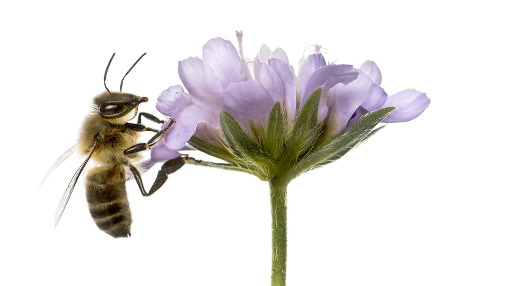 Killer Bees!