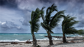 trees in hurricane winds