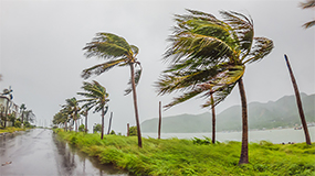 trees in hurricane winds