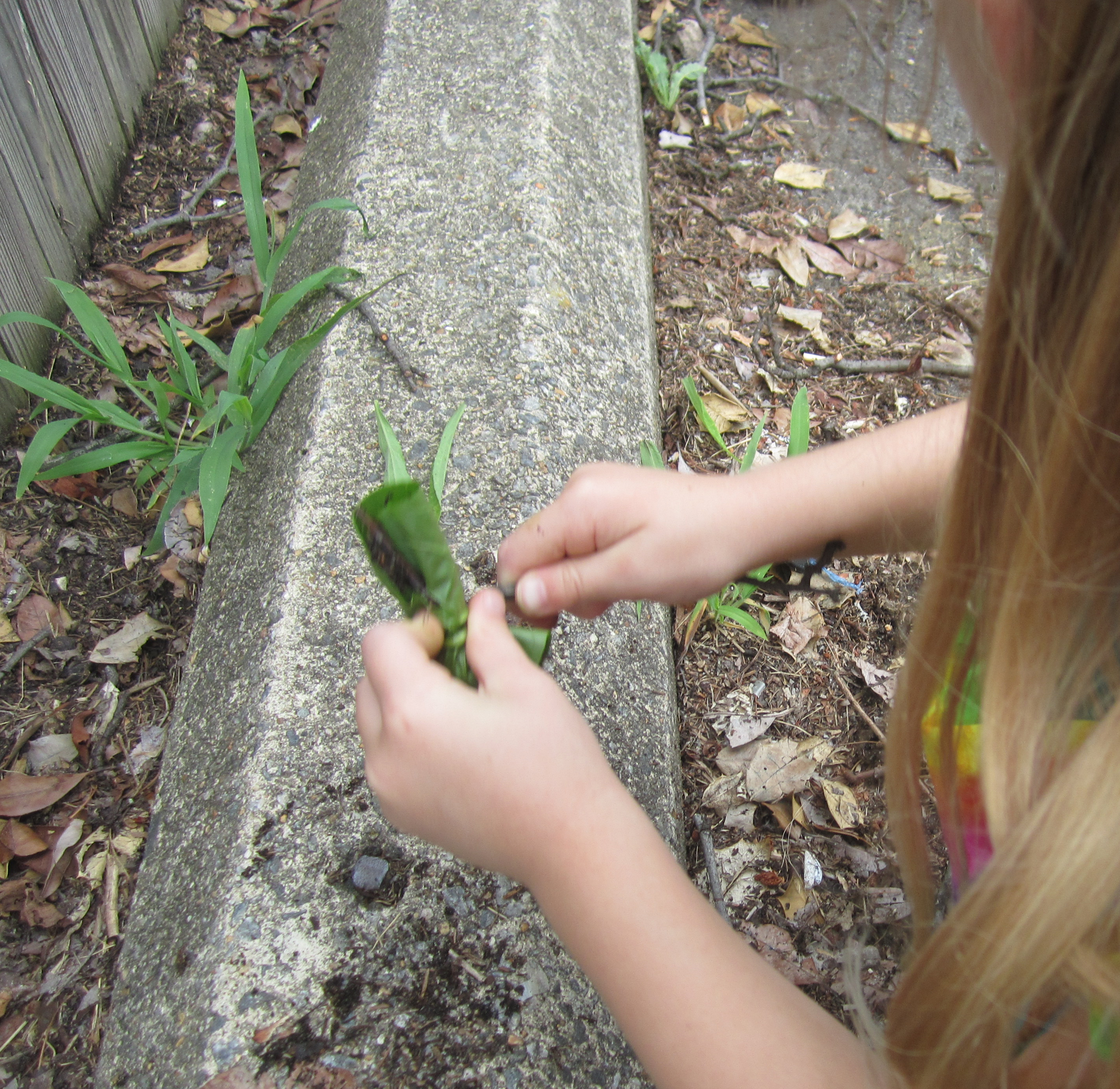 Child rolls up small leaves in a larger leaf and skewers it with a twig.