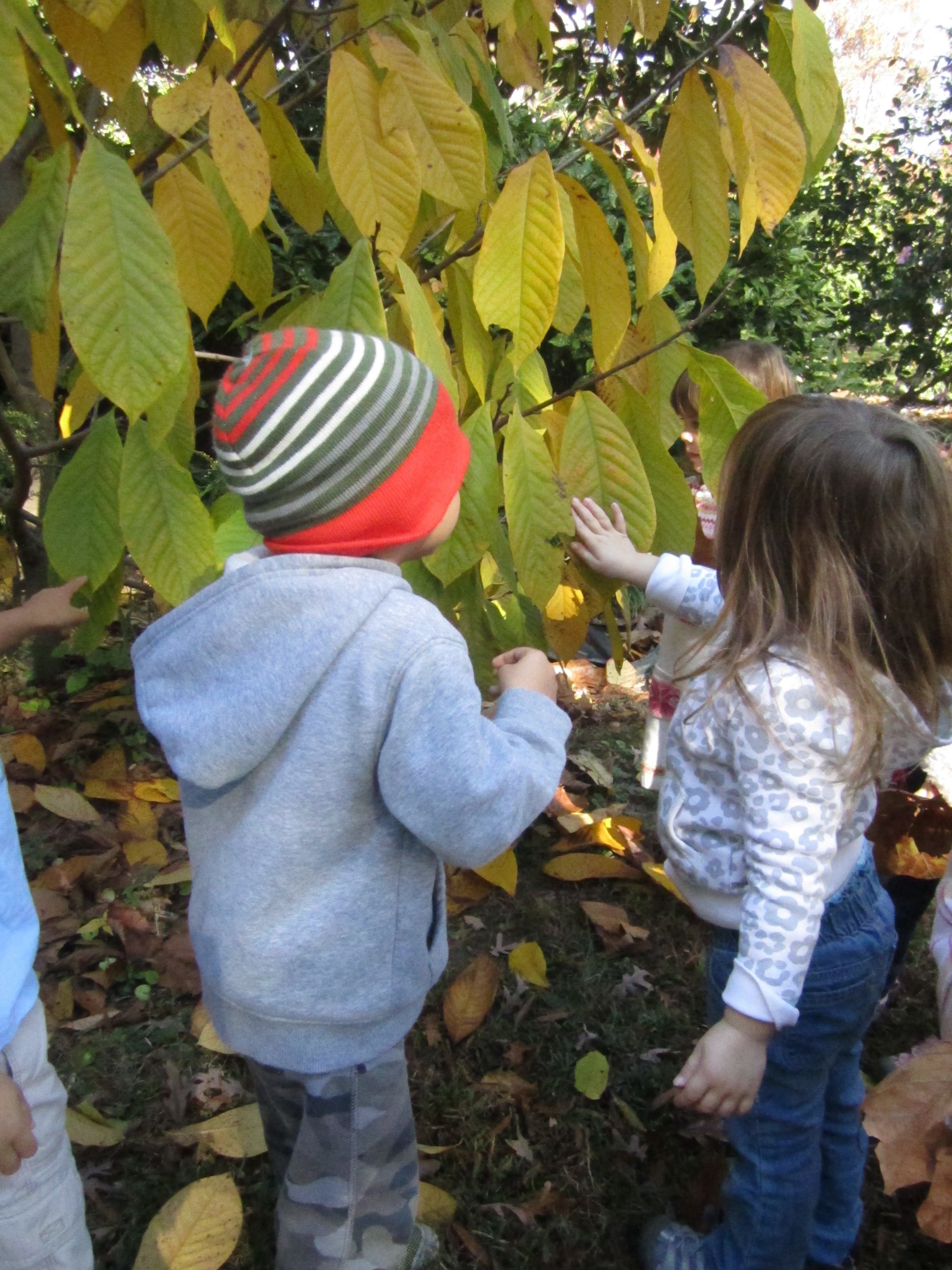 Children observing yellow fall leaves on Paw Paw.