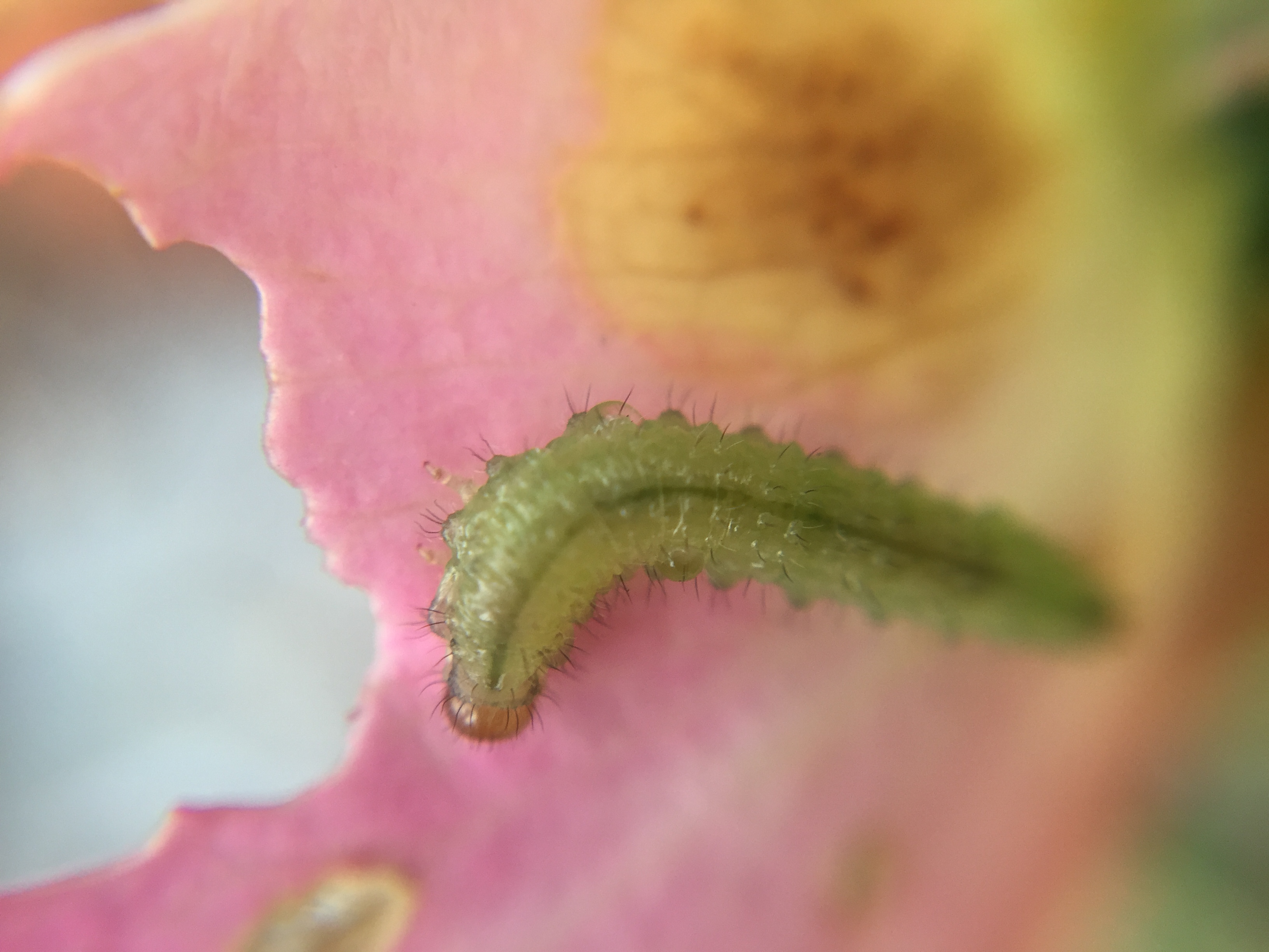 Caterpillar on a rose petal.