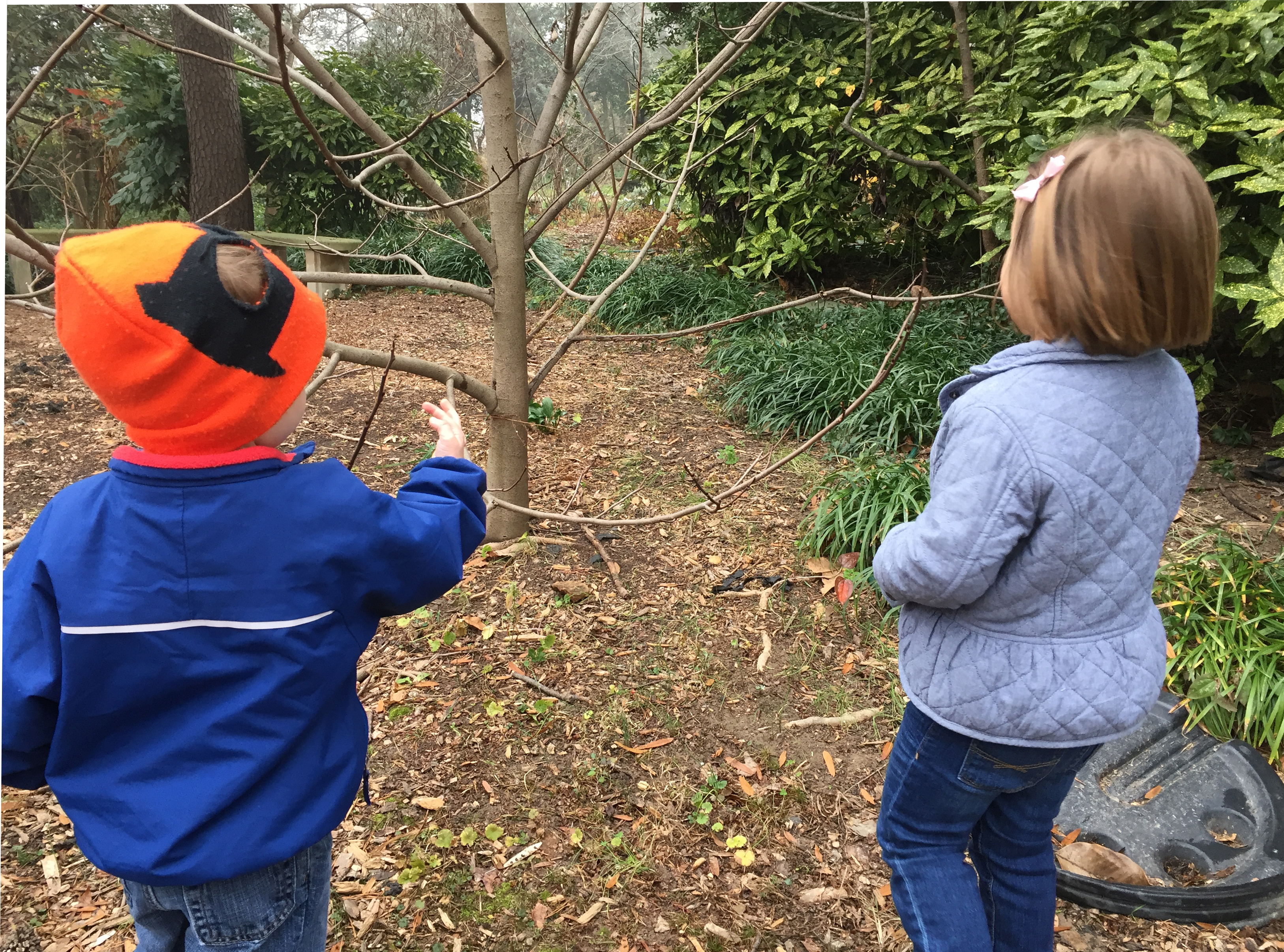 Children point to a Paw Paw tree that has dropped it's leaves.