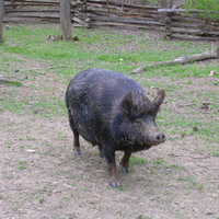 Heritage pig at Claude Moore Colonial Farm