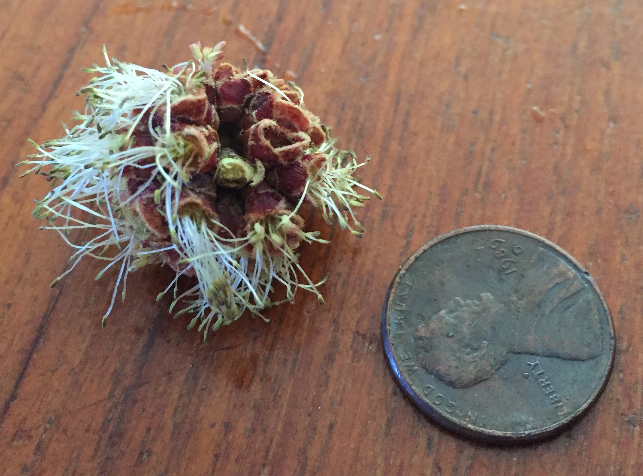 Silver maple tree flower nipped off the twig by a squirrel.